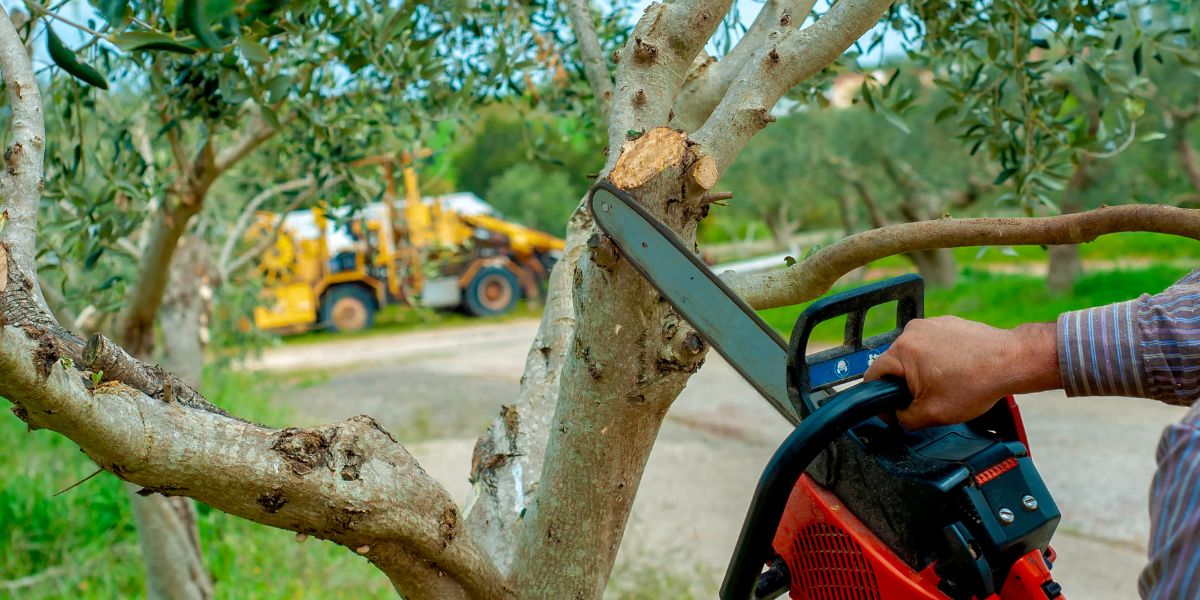 Top-Rated Tree Service Near Me